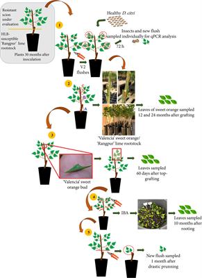 Insight into resistance to ‘Candidatus Liberibacter asiaticus,’ associated with Huanglongbing, in Oceanian citrus genotypes